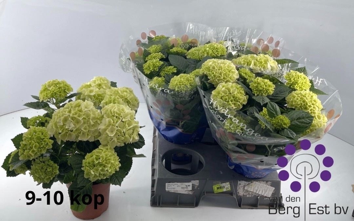 <h4>HYDR M SAX BRI WHITE</h4>