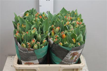 <h4>Tu Du Queensday</h4>