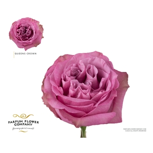 Rosa Garden Queens Crown