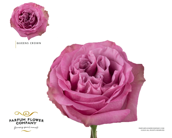 <h4>Rosa Garden Queens Crown</h4>