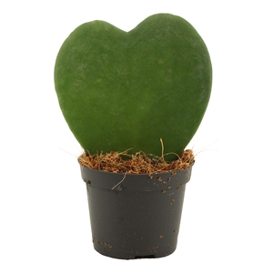 Hoya Kerrii 6 cm Single