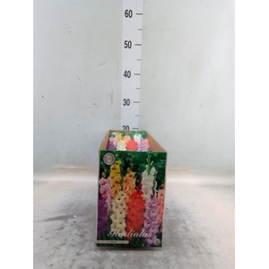 Flowerbulbs, corns or tubers   ...