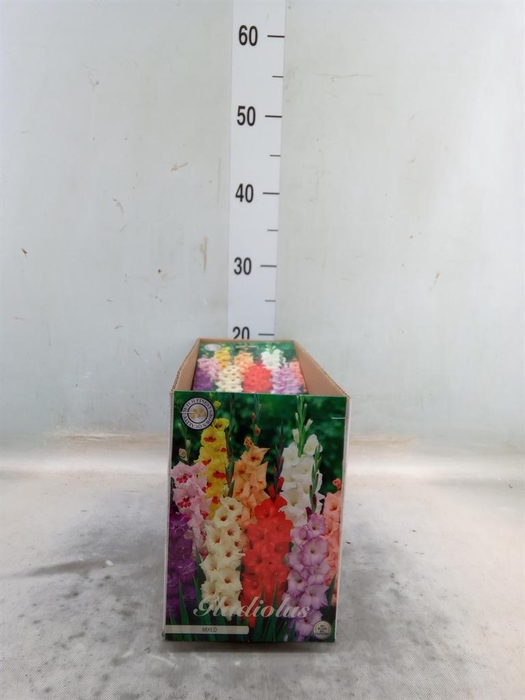 <h4>Flowerbulbs, corns or tubers   ...</h4>