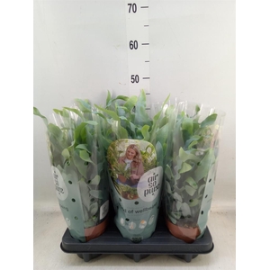 Phlebodium aureum 'Blue Star'