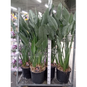 Strelitzia reg.