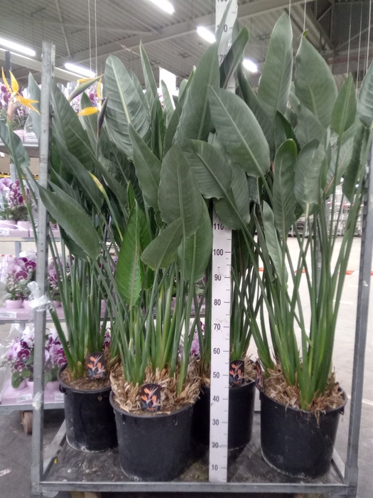 <h4>Strelitzia reg.</h4>