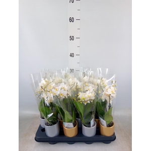 Phalaenopsis   ...mini