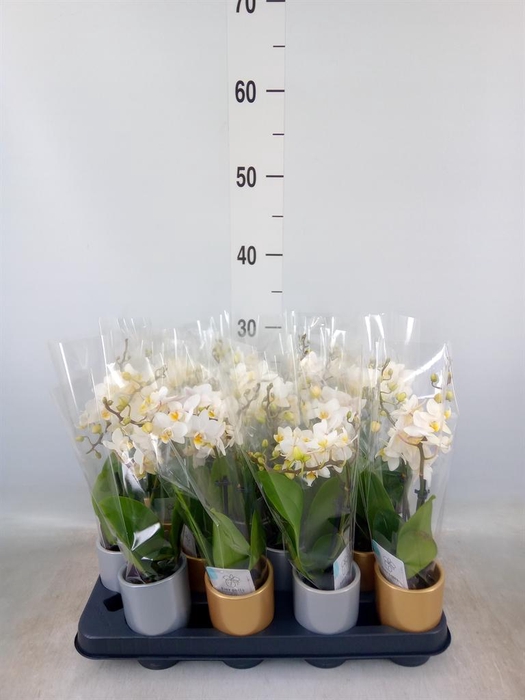 <h4>Phalaenopsis   ...mini</h4>