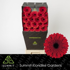 GE MI MASSERATI Diamond per kaart Mini