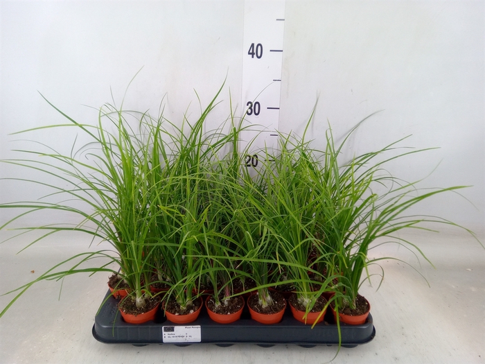 <h4>Beaucarnea recurvata</h4>