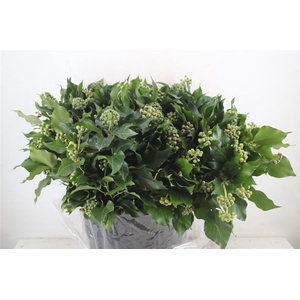 Hedera Berry 400gr P Bunch