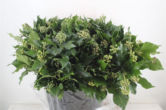 <h4>Hedera Berry 400gr P Bunch</h4>