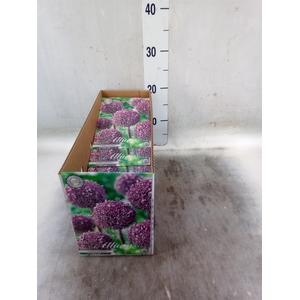 Allium   ...flowerbulbs