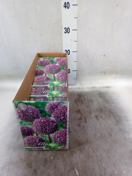 <h4>Allium   ...flowerbulbs</h4>