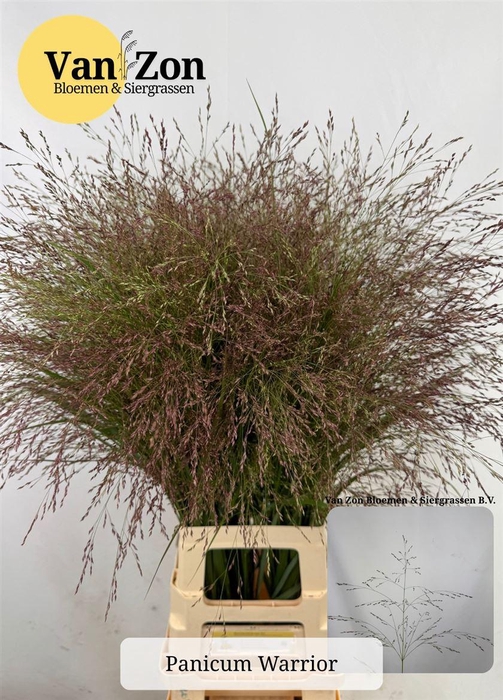 <h4>Siergras Panicum Vi Warrior</h4>