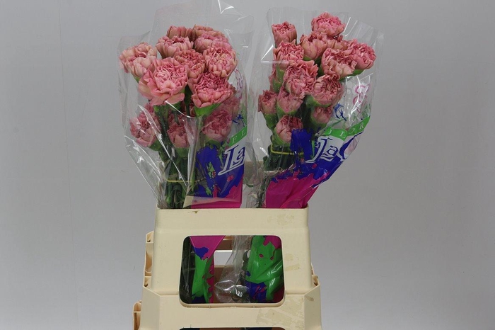 <h4>Di St Lege Pink</h4>