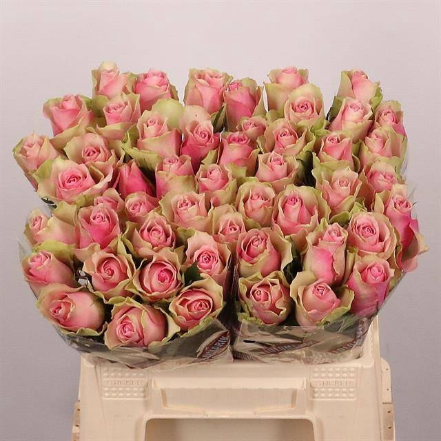 <h4>R GR BELLE ROSE</h4>