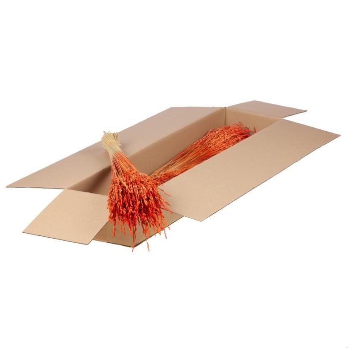 <h4>Rice SB burnt orange</h4>