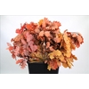 Quercus Preserved Mix (oak,eik)