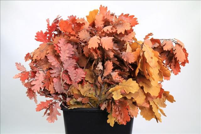 Quercus Preserved Mix (oak,eik)