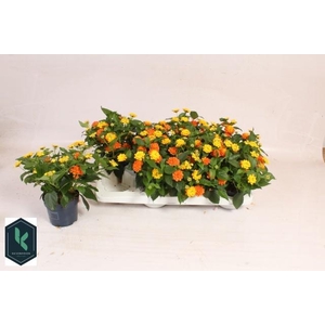 LANT C HAVANA ORANGE