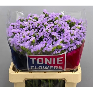 LIM S TONIE LAVENDER