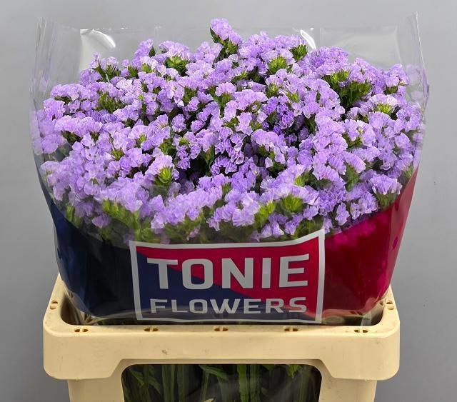 <h4>LIM S TONIE LAVENDER</h4>