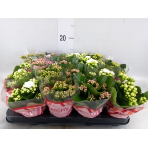 Kalanchoe blos.   ..rosebud mix  5