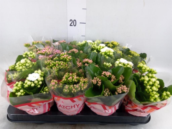 <h4>Kalanchoe blos.   ..rosebud mix  5</h4>