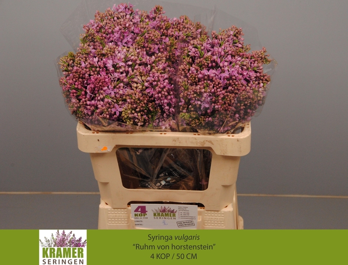 <h4>SYR V R V HORSTENST</h4>