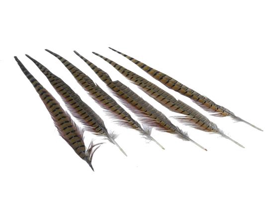 Feather Pheasant 40-45cm