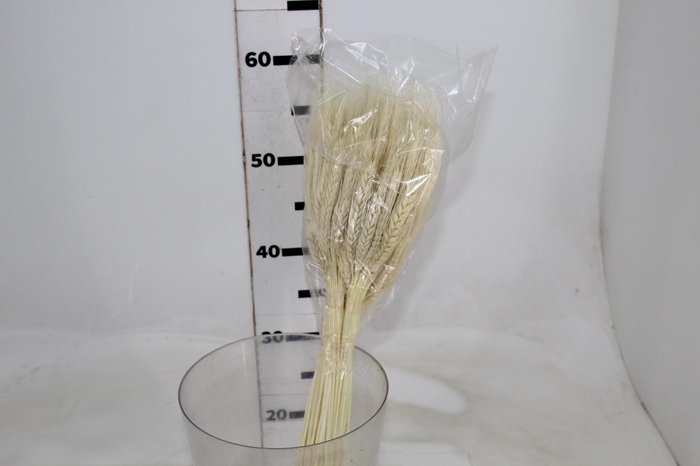 <h4>FLOR DE TRIGO ALVEJADO</h4>