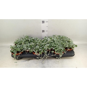 Dichondra argentea 'Silver Falls'