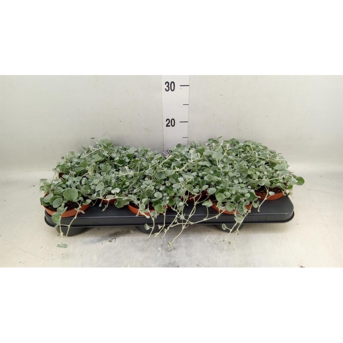 <h4>Dichondra argentea 'Silver Falls'</h4>