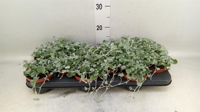 <h4>Dichondra argentea 'Silver Falls'</h4>