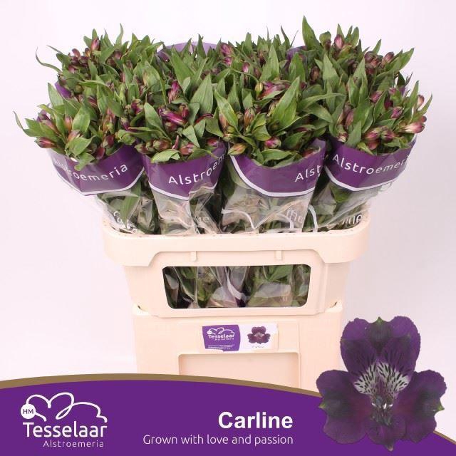 <h4>Alstr Carline</h4>