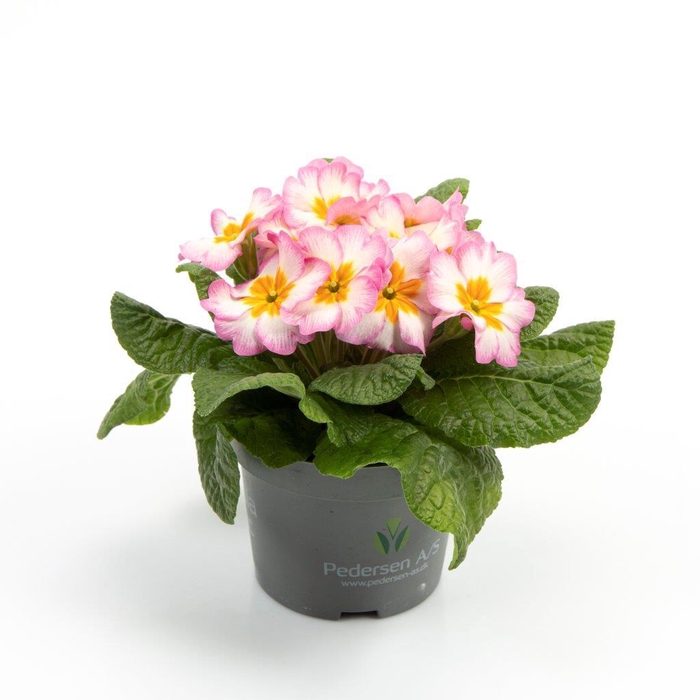<h4>PRIMULA VULGARIS-HYBRID</h4>