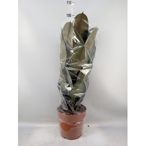 Ficus elastica 'Abidjan'