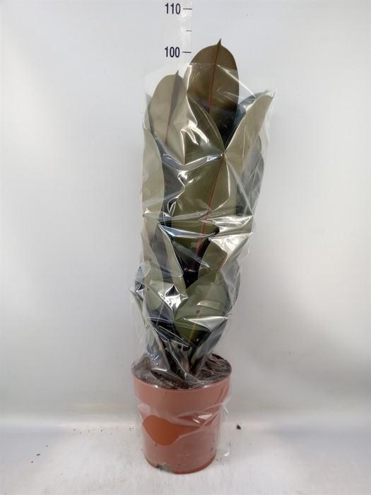 <h4>Ficus elastica 'Abidjan'</h4>