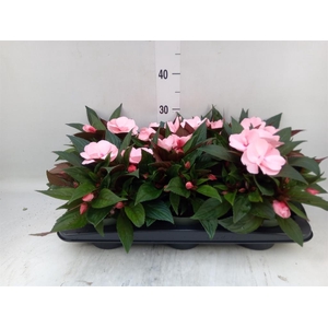 Impatiens NG 'Tamarinda Salmon'