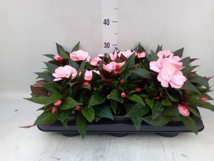 <h4>Impatiens NG 'Tamarinda Salmon'</h4>