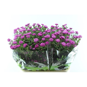 Aster Flash