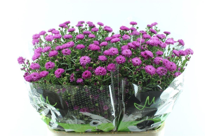 <h4>Aster Flash</h4>