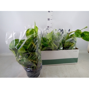 Epipremnum pinn.   HG