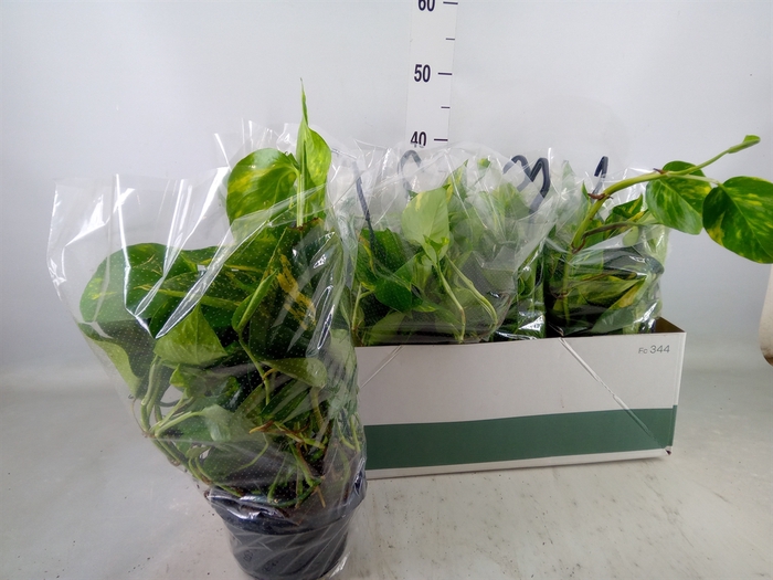 <h4>Epipremnum pinn.   HG</h4>