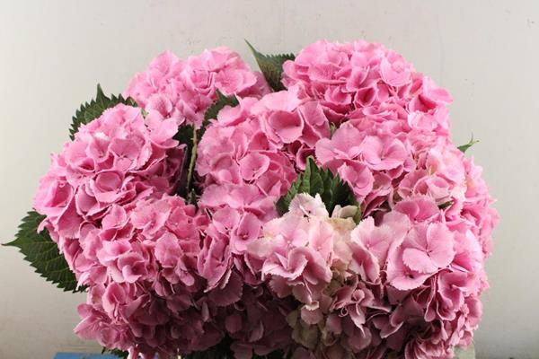 <h4>Hydr M Elbtal Roze L 65</h4>