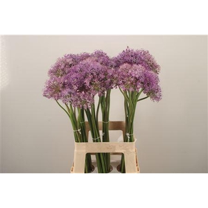Allium Kleinbloemig