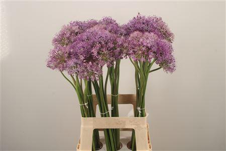 <h4>Allium Kleinbloemig</h4>