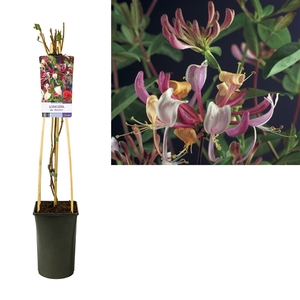 Lonicera per. 'Serotina' +light label