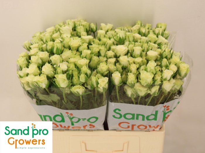 <h4>R TR SNOWFLAKE</h4>